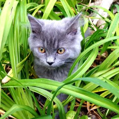 AIBU to think my cat is the cutest !