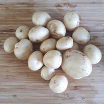 Allotment/Veg Patch Thread 14 ! growing into summer