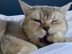AIBU to think my cat is the cutest !