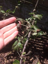 What is wrong with my apple tree?