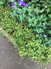 Plant ID - can anybody help?