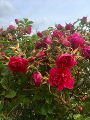 Any Witches Here? Part 8.