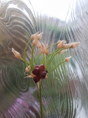 What is this plant?