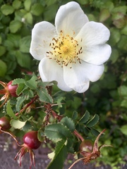 Any Witches Here? Part 8.