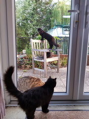 Next door's -thug- cat