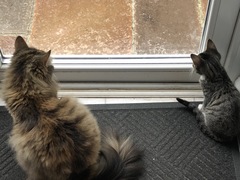 Kitten blues...
