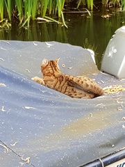 Next door's -thug- cat