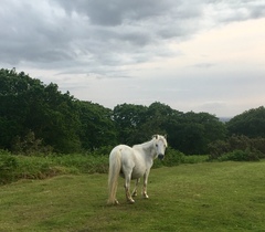 Any Witches Here? Part 8.