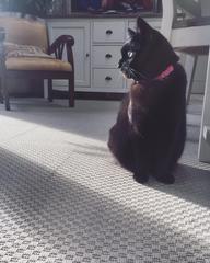AIBU to think my cat is the cutest !