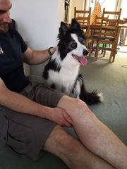 To adopt an 11 year old dog?