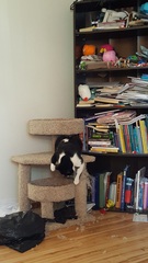 Best cat poses