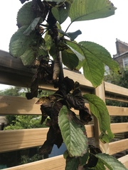 Cherry Tree leaves turning brown and wrinkly