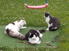 How many cats is too many cats?