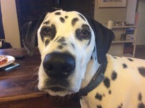 Rough collie or dalmatian - views please!