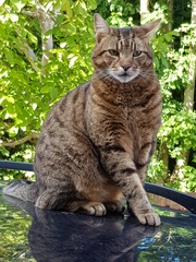 Next door's -thug- cat