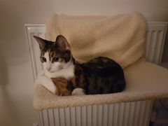 AIBU to think my cat is the cutest !