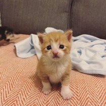 AIBU to think my cat is the cutest !