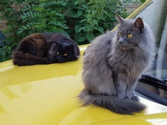 Next door's -thug- cat