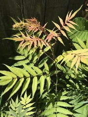 Plant ID please