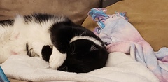 AIBU to think my cat is the cutest !