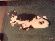 AIBU to think my cat is the cutest !