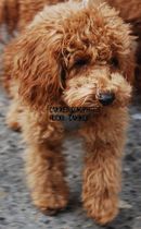 Would you choose a cocker spaniel or a cockapoo?
