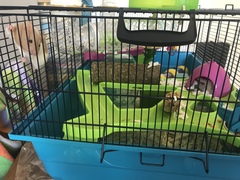 Look at our new hammy