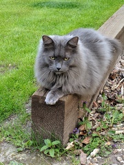 'Adopt don't shop' - tell me about your rescue cats