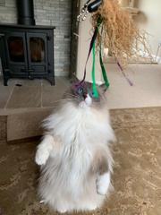 Talk to me about ragdolls