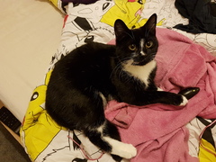 AIBU to think my cat is the cutest !