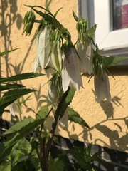 Spooky flower - cross of Honesty and Giant Bluebells