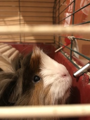 Pictures of your Guinea Pigs
