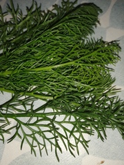 Is this Dill, Fennel or something else.
