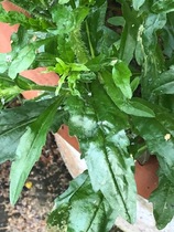 sorry ,another mystery plant needing to be identified