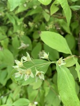 Plant ID please