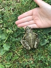 Posting here for help - just found a large toad in my garden