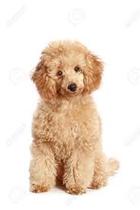 Would you choose a cocker spaniel or a cockapoo?