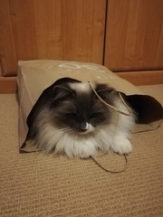 Talk to me about ragdolls