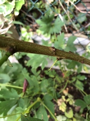 Yet another plant ID please