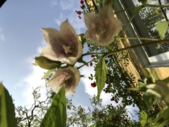Spooky flower - cross of Honesty and Giant Bluebells