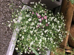 Plant ID - can anybody help?
