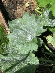 Mildewy courgettes