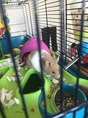 Look at our new hammy