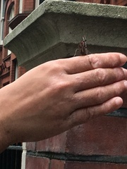 Anyone had butterflies circling them for ages?