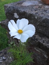 Any Witches Here? Part 8.