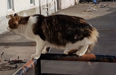 My cat has cancer, when to PTS?