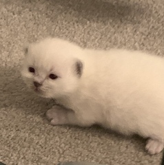 Who wants a live birth thread?