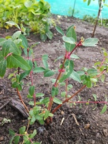 Honeyberry bushes?