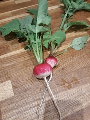 Allotment/Veg Patch Thread 14 ! growing into summer