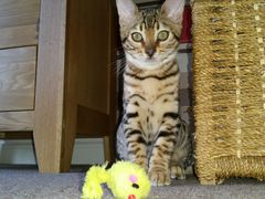 AIBU to think my cat is the cutest !